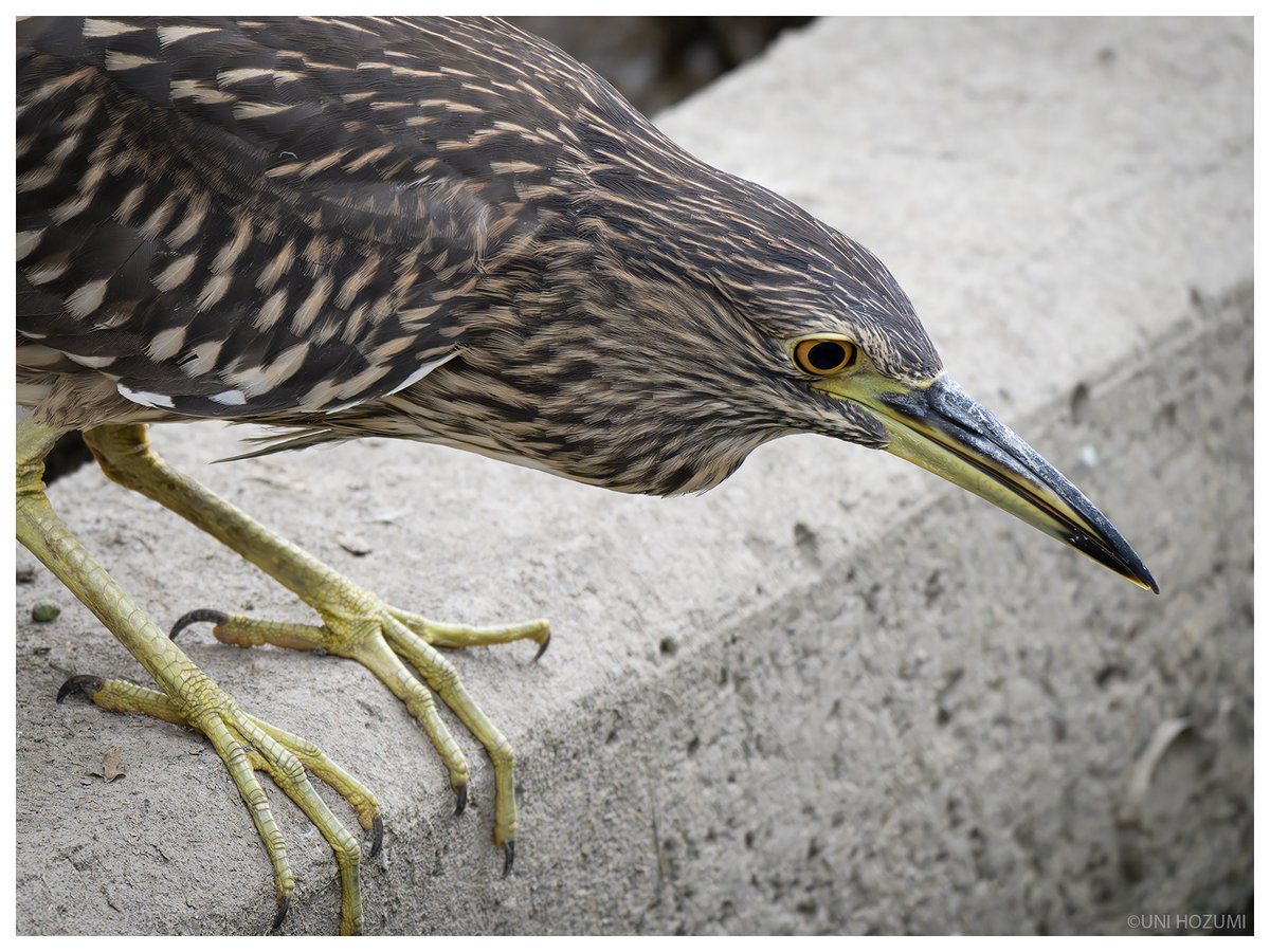 Uni Hozumi （ほづみ うに） tweet media