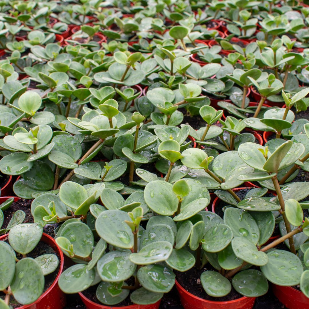 Colasanti Farms Ltd (@colasanti_ltd) on Twitter photo 