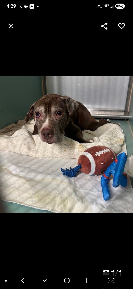 Julie🌻🐾 tweet media