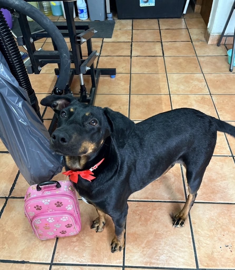 𝙷𝚎𝚕𝚊 𝙼𝚘𝚛𝚎 🐶 tweet media