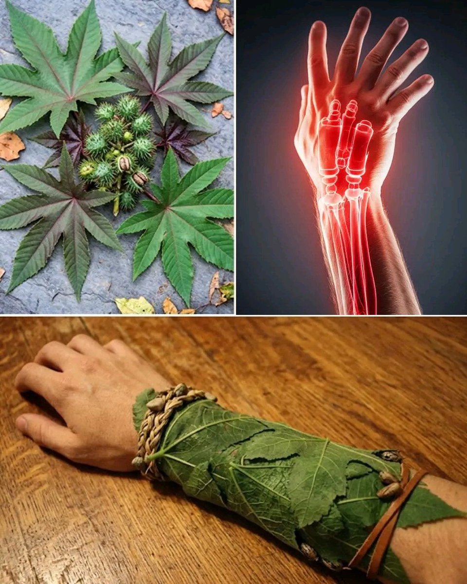 Herbalisque tweet media