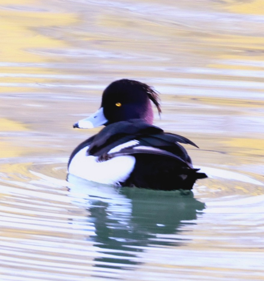 brass_suki117 tweet media