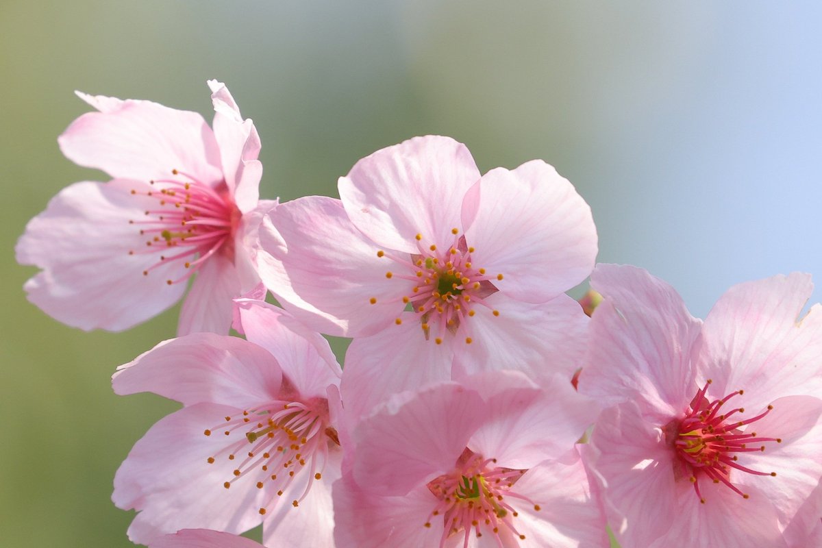 brass_suki117 tweet media