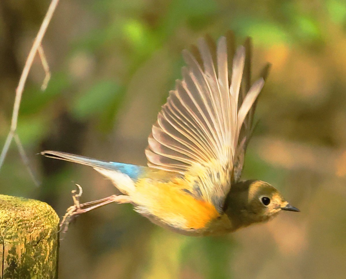 brass_suki117 tweet media