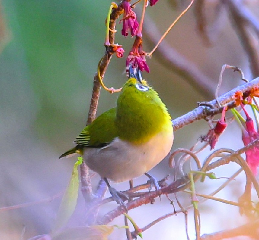 brass_suki117 tweet media