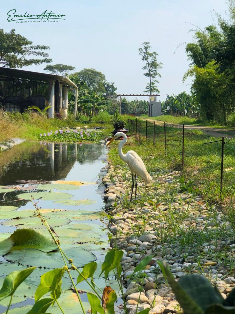 Emilio Contreras Martínez de Escobar tweet media
