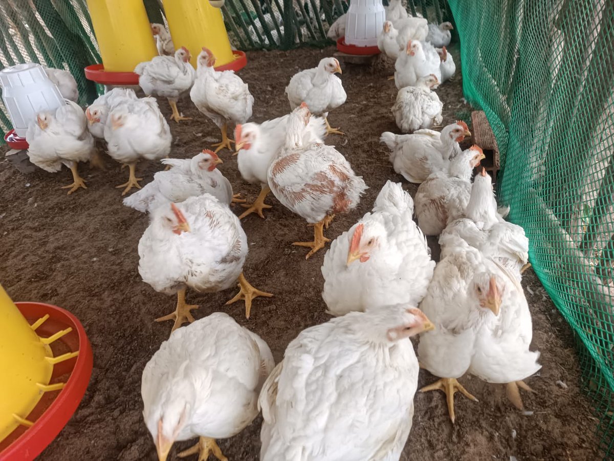 FAO VENEZUELA tweet media