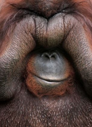 Charlie (Ape Aficionado) tweet media