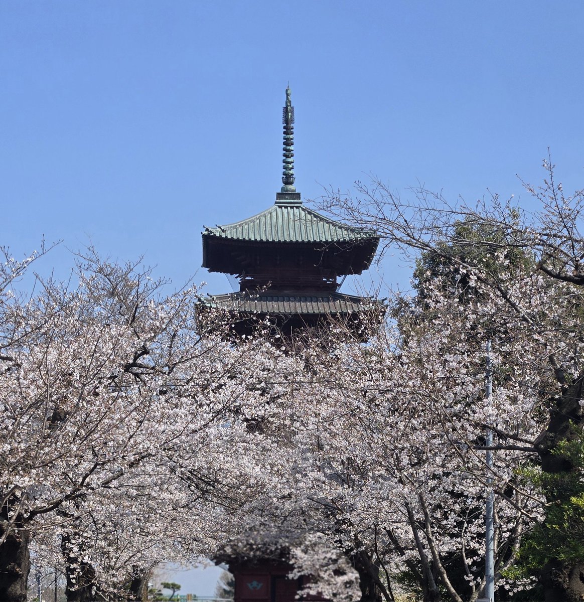 べティ tweet media