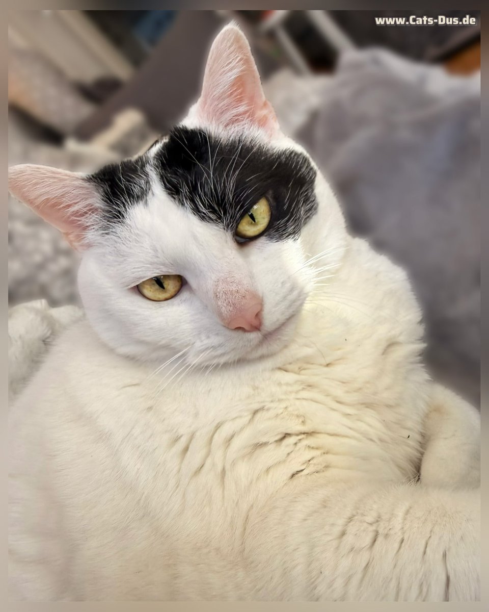 Tiger und Sternchen tweet media