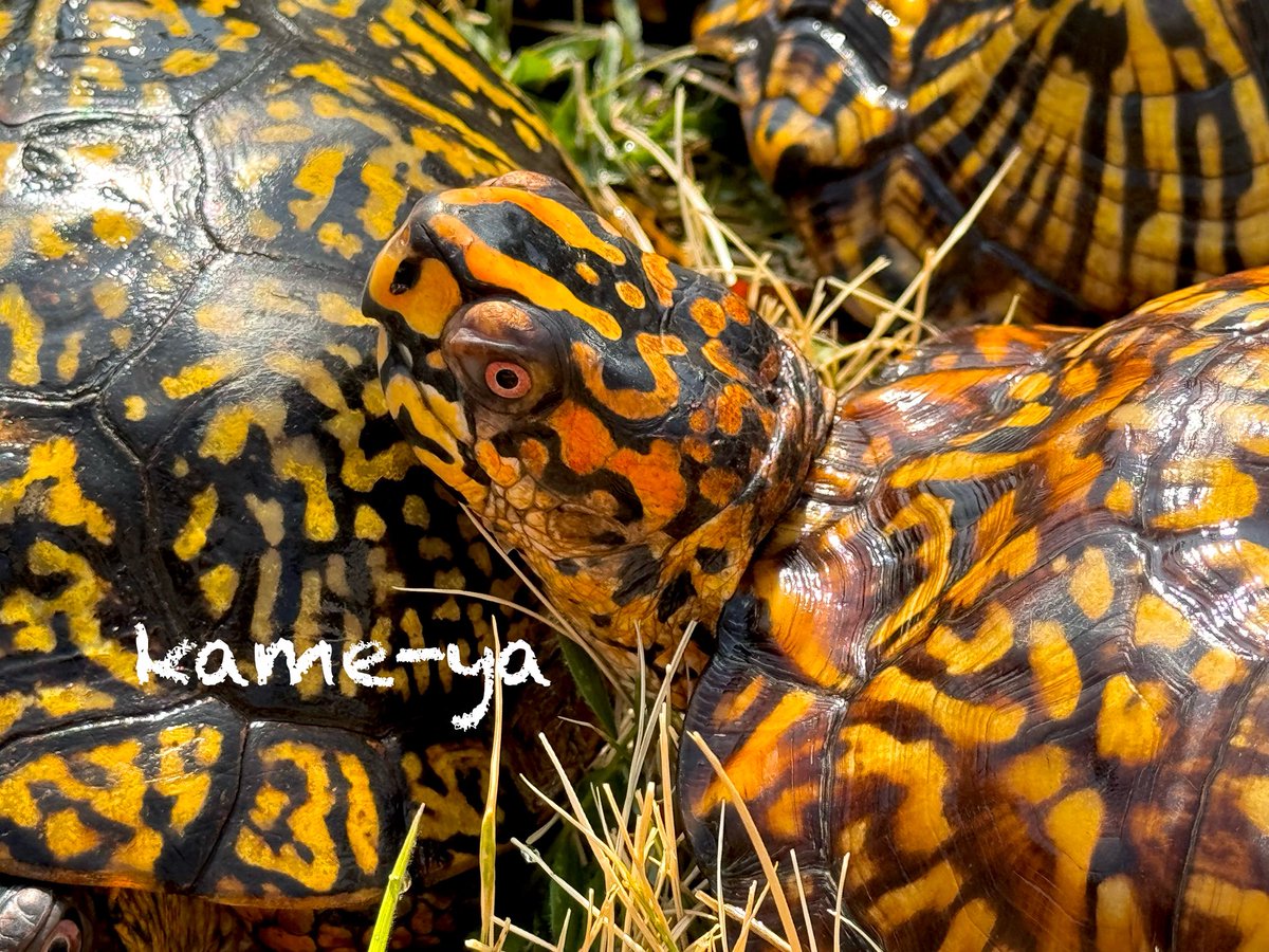 kame-yaナオ tweet media