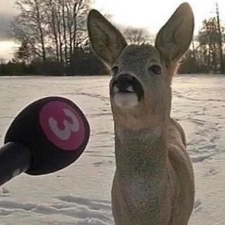 𖦹 luce tha goose tweet media