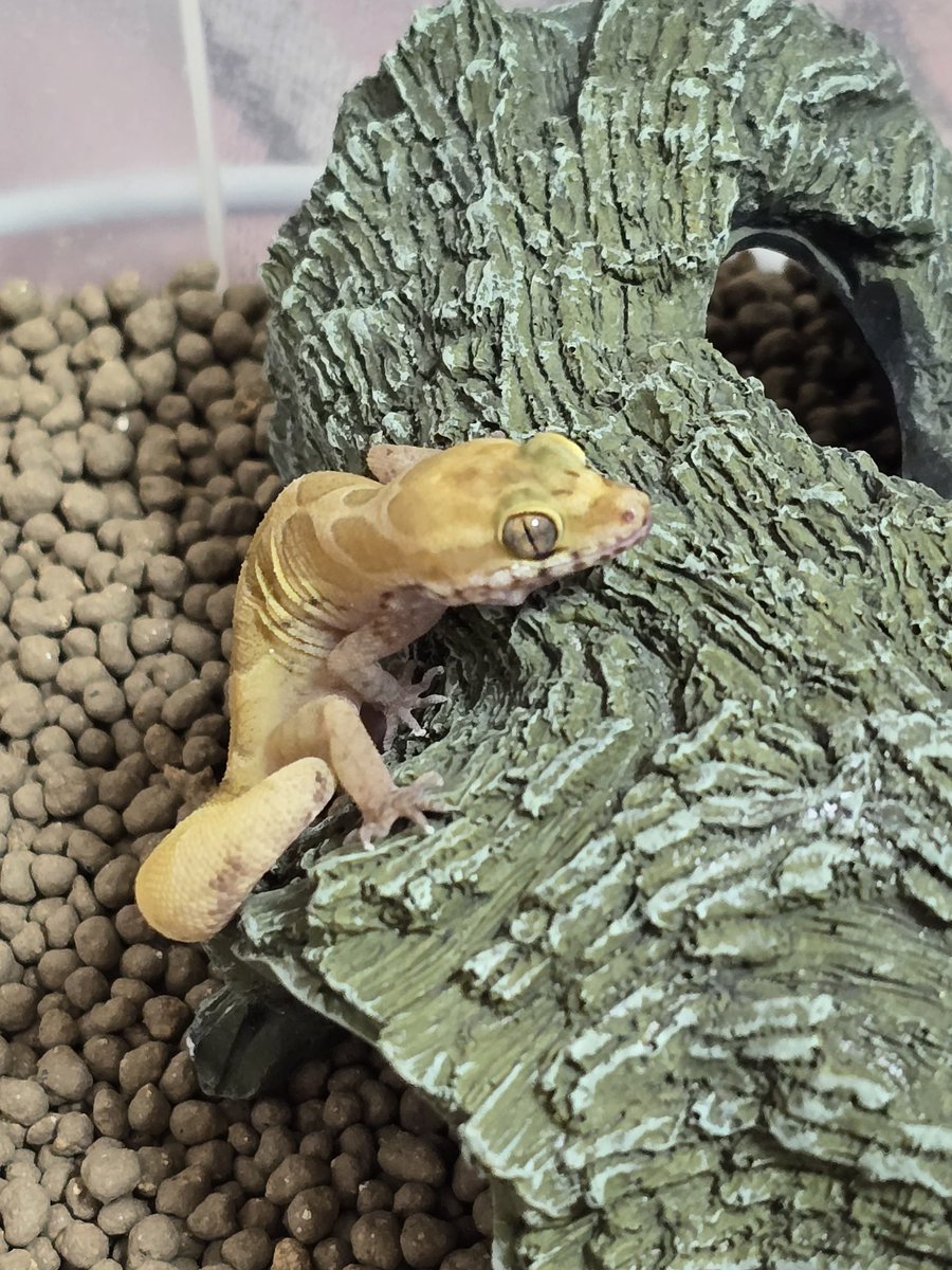 きな@アクマちゃん😈推し🐍🦎🐢 tweet media