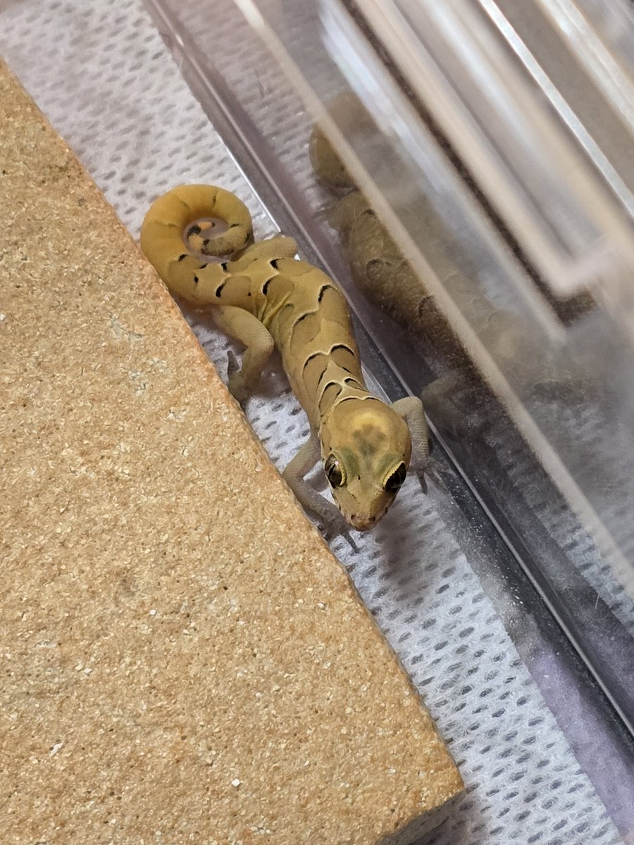 きな@アクマちゃん😈推し🐍🦎🐢 tweet media