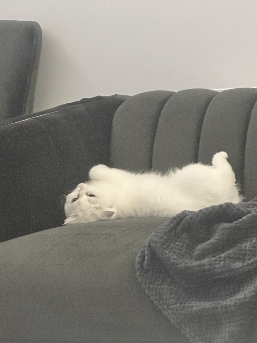 Zeynoooo tweet media