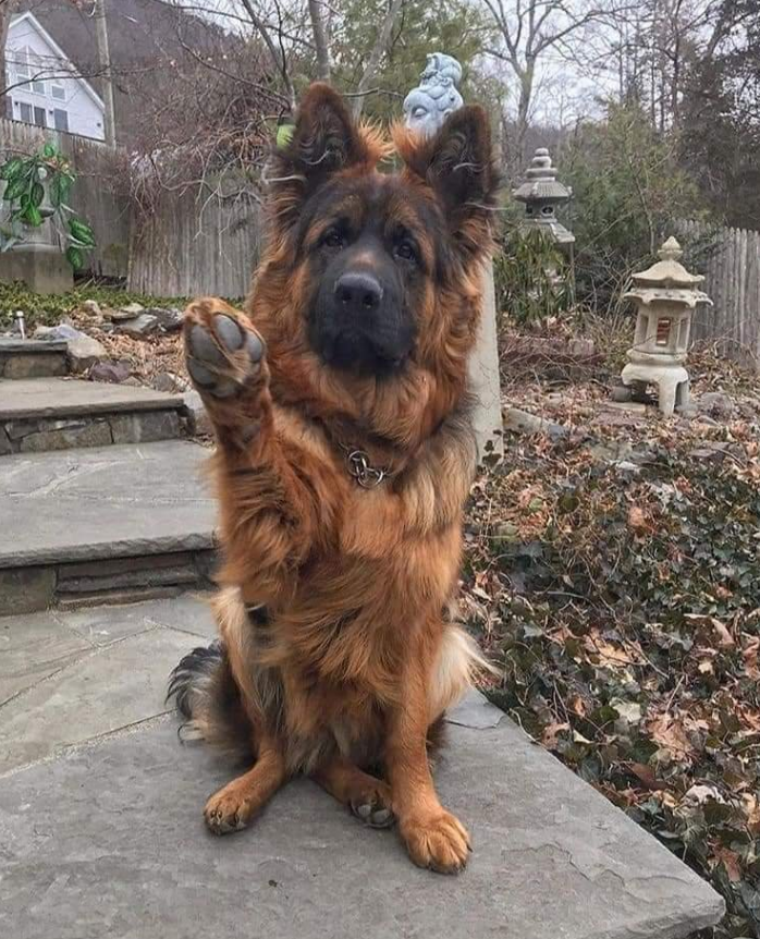 Tweets of Dogs tweet media