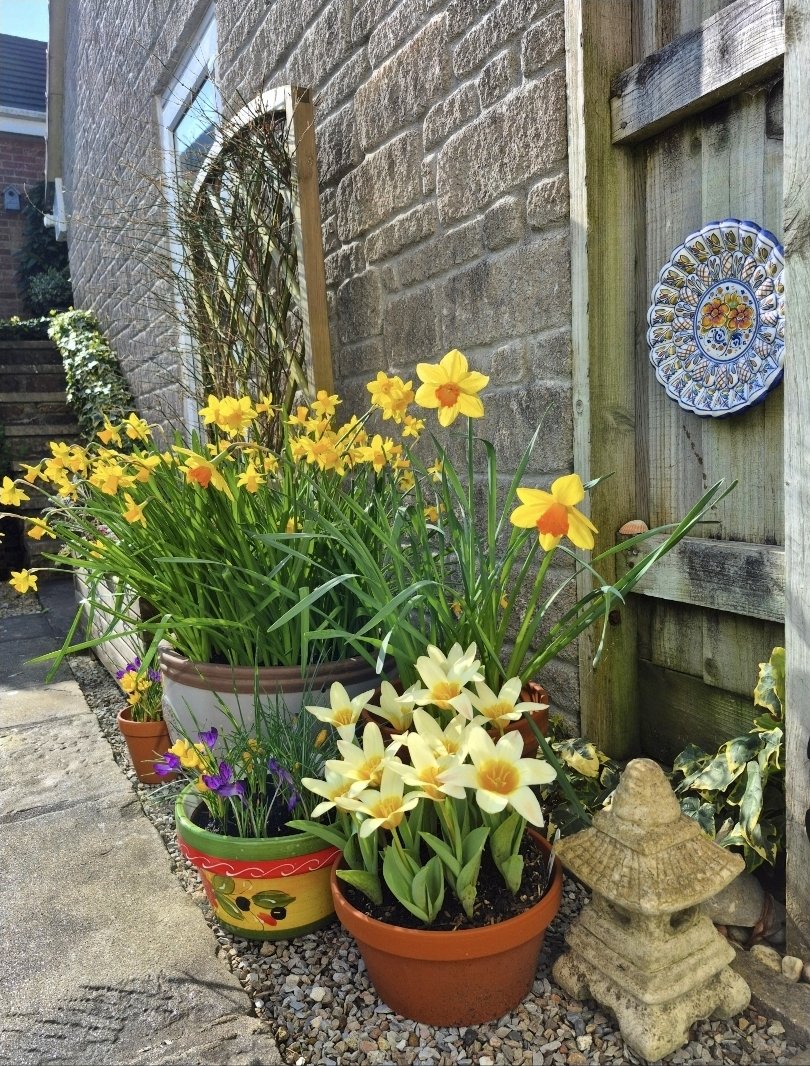 my_devon_garden's tweet photo. It's been a delight having these fabulous Tulipa kaufmanniana in the garden this year! 💛🌷💛 #MyDevonGarden #TulipaKaufmanniana #HeartsDelight #Têteàtête #RedDevon #Crocus #GardensHour @GardensHour https://t.co/o8PGvv3bgZ
