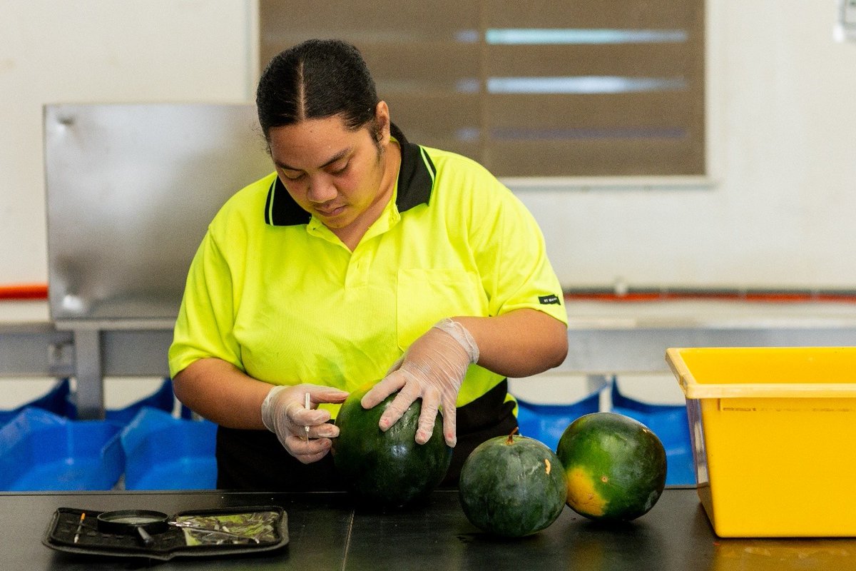 #PHAMAPlus Building Resilience in Tonga’s Watermelon Export Pathway Performance Story highlights improving productivity, strengthening export readiness and supporting more reliable income opportunities for farming households.  

Read the full report here: phamaplus.com.au/wp-content/upl…