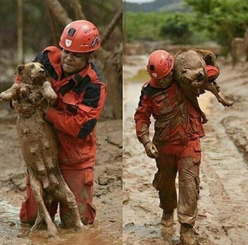 Best in Dogs tweet media