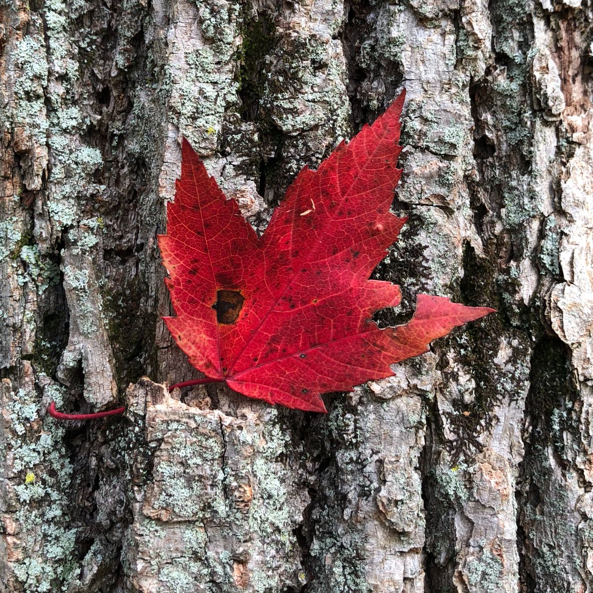 MurphysPointPP's tweet photo. Get ready for red, the next stop on our colour walk of Murphys Point!
Red is fiery and passionate. Red makes us think of the hot coals of a campfire, the bright image of a Cardinal in winter, and delicious summer strawberries.
#OntarioParks #ColourWalk https://t.co/1OKaCMKcya