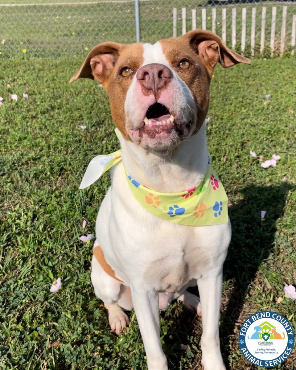 Fort Bend Animal Services tweet media