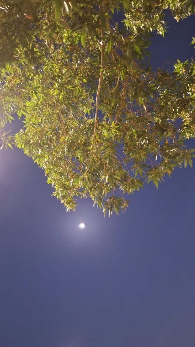 م.محمد tweet media