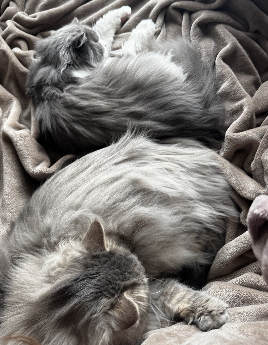 そぼろとつくねとねぎま tweet media