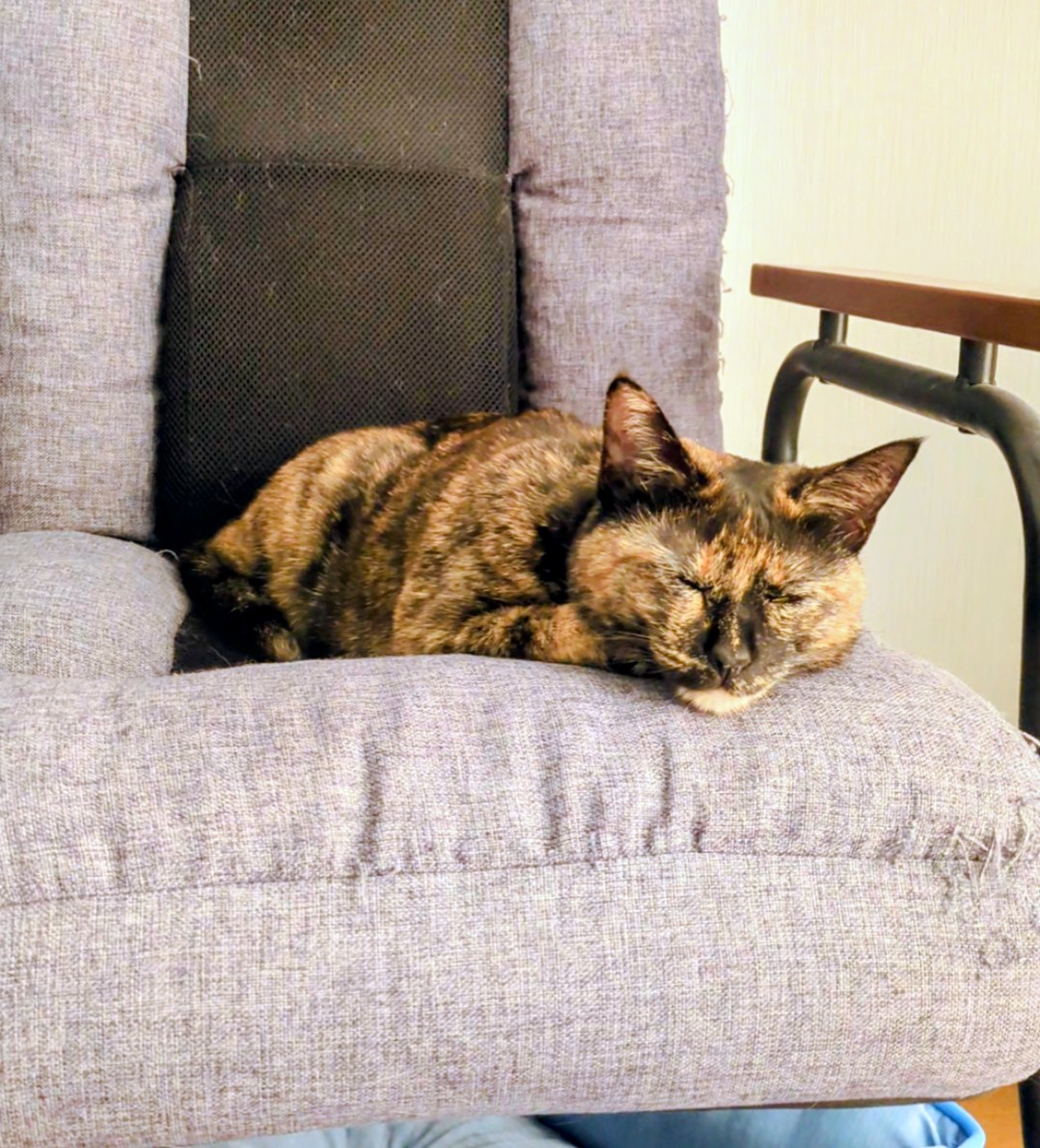 さび猫ボボちゃん tweet media