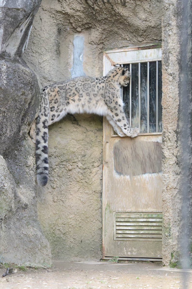 IM_CATBUG tweet media