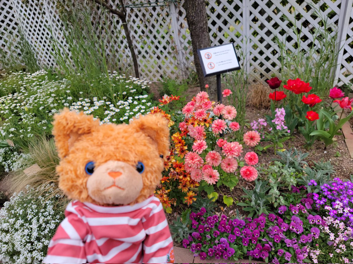 キャット&ぬい企画 tweet media