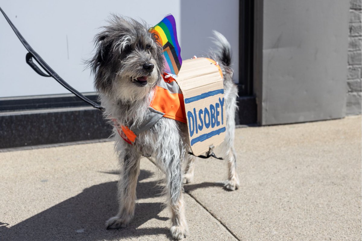 Ann Arbor Observer tweet media