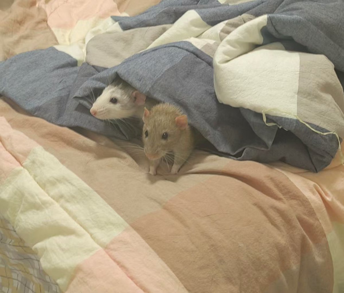 玻璃窗 tweet media