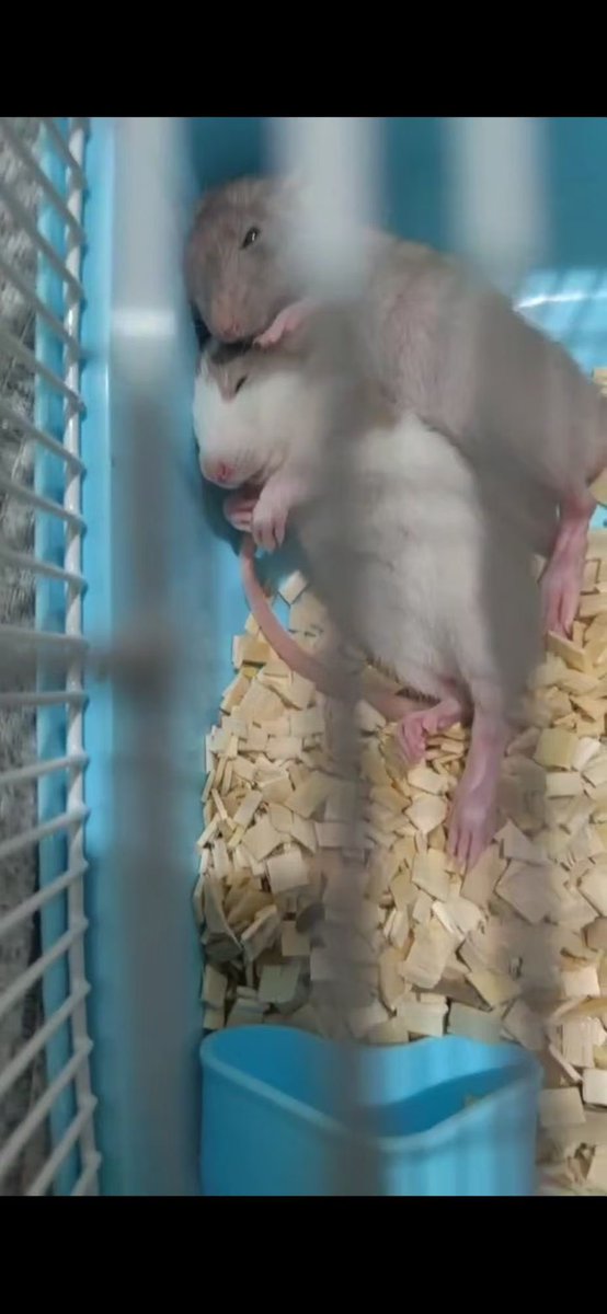 玻璃窗 tweet media