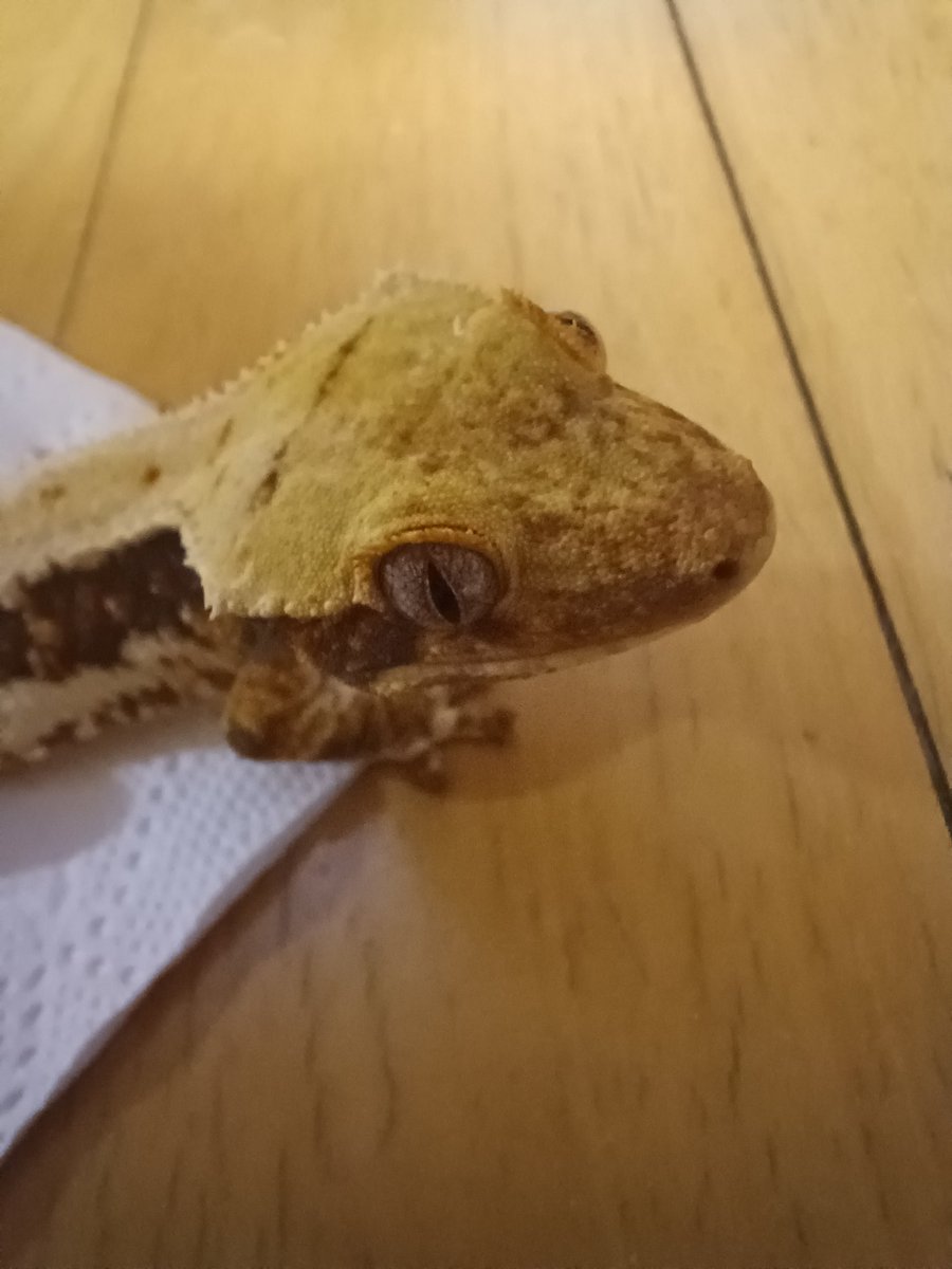 츄파춥스맛 와사비 tweet media