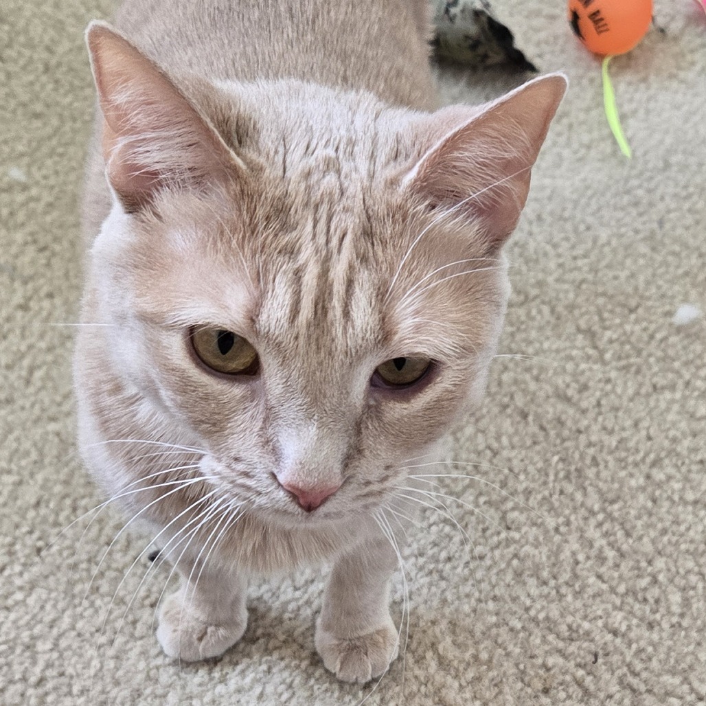 4Paws tweet media