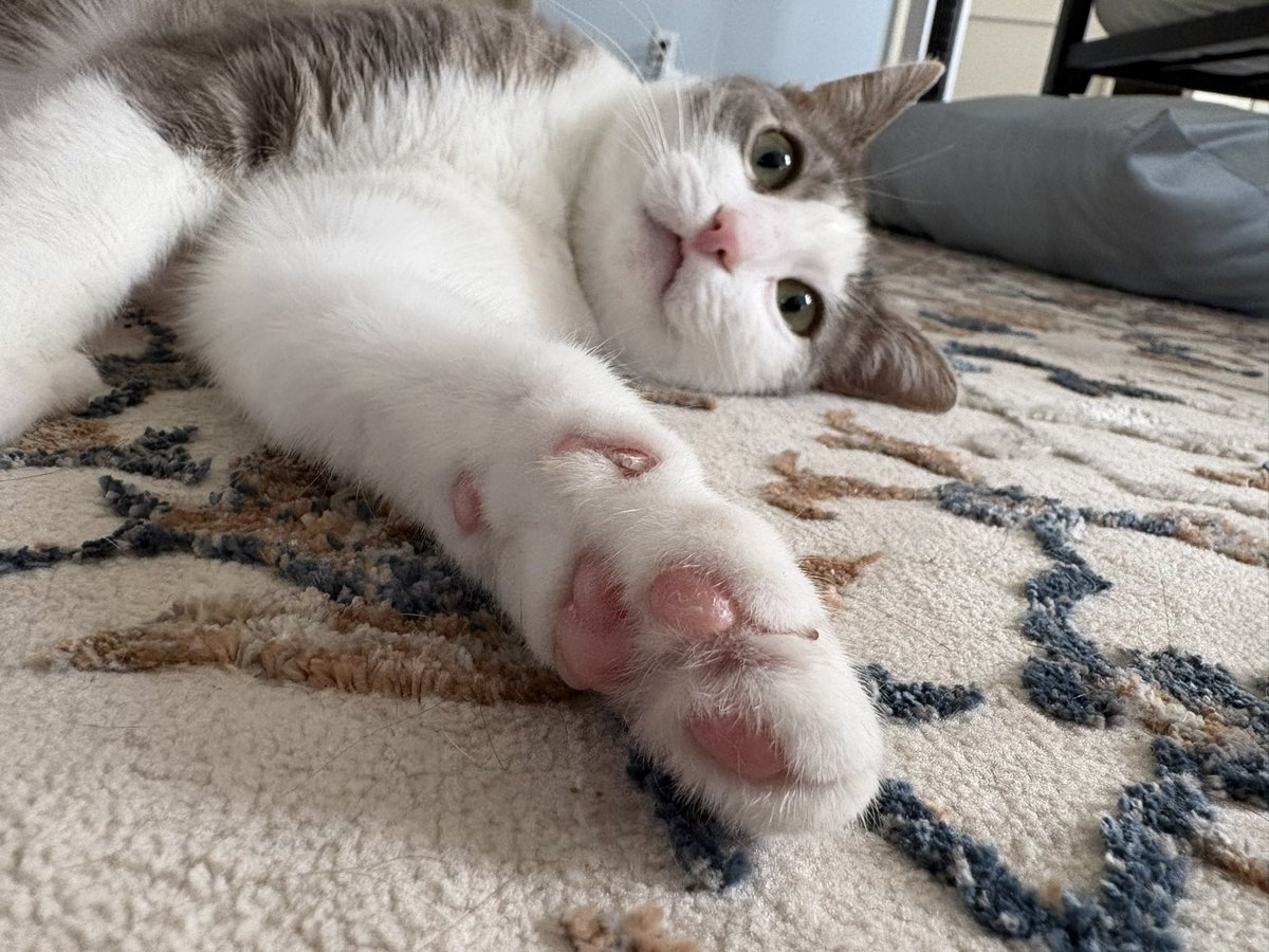 Dewey Cat tweet media