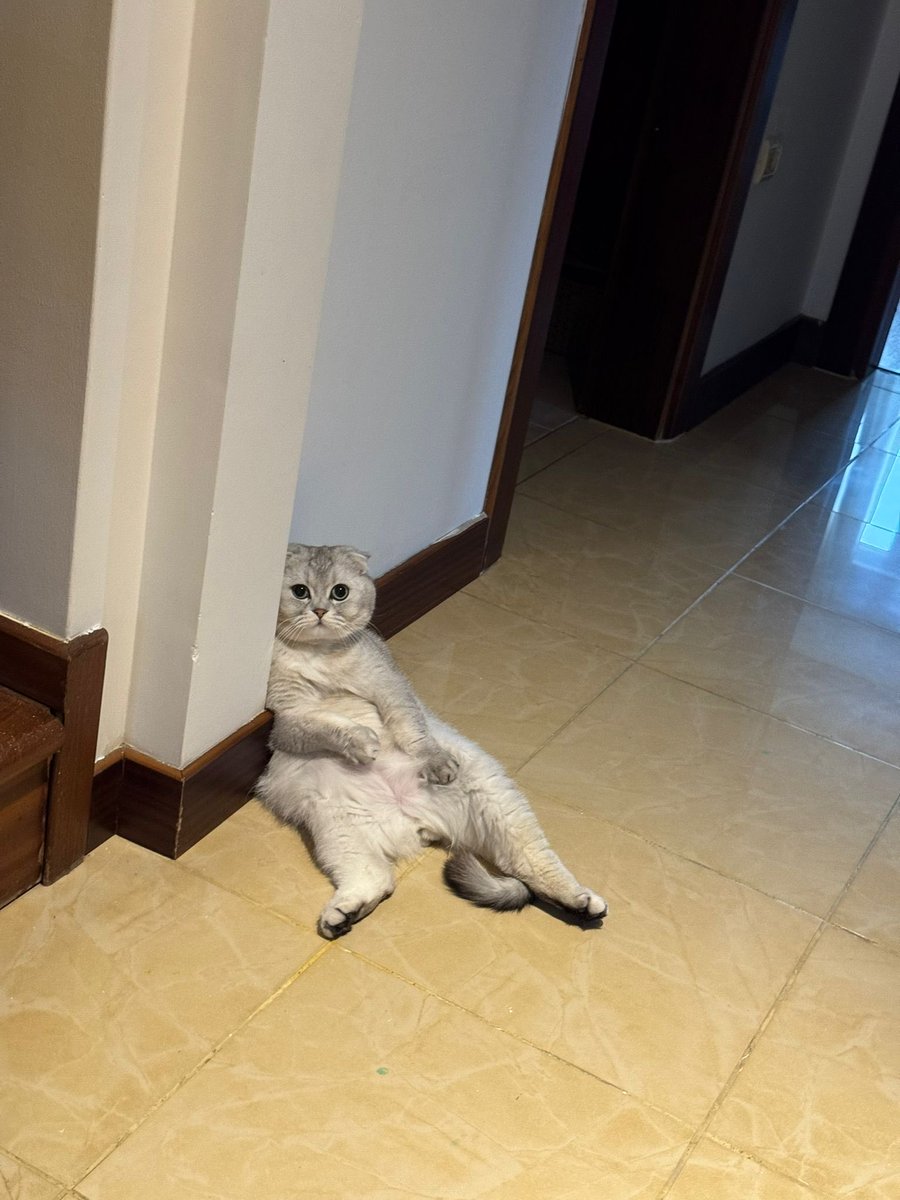 Yıldız Tilbe tweet media