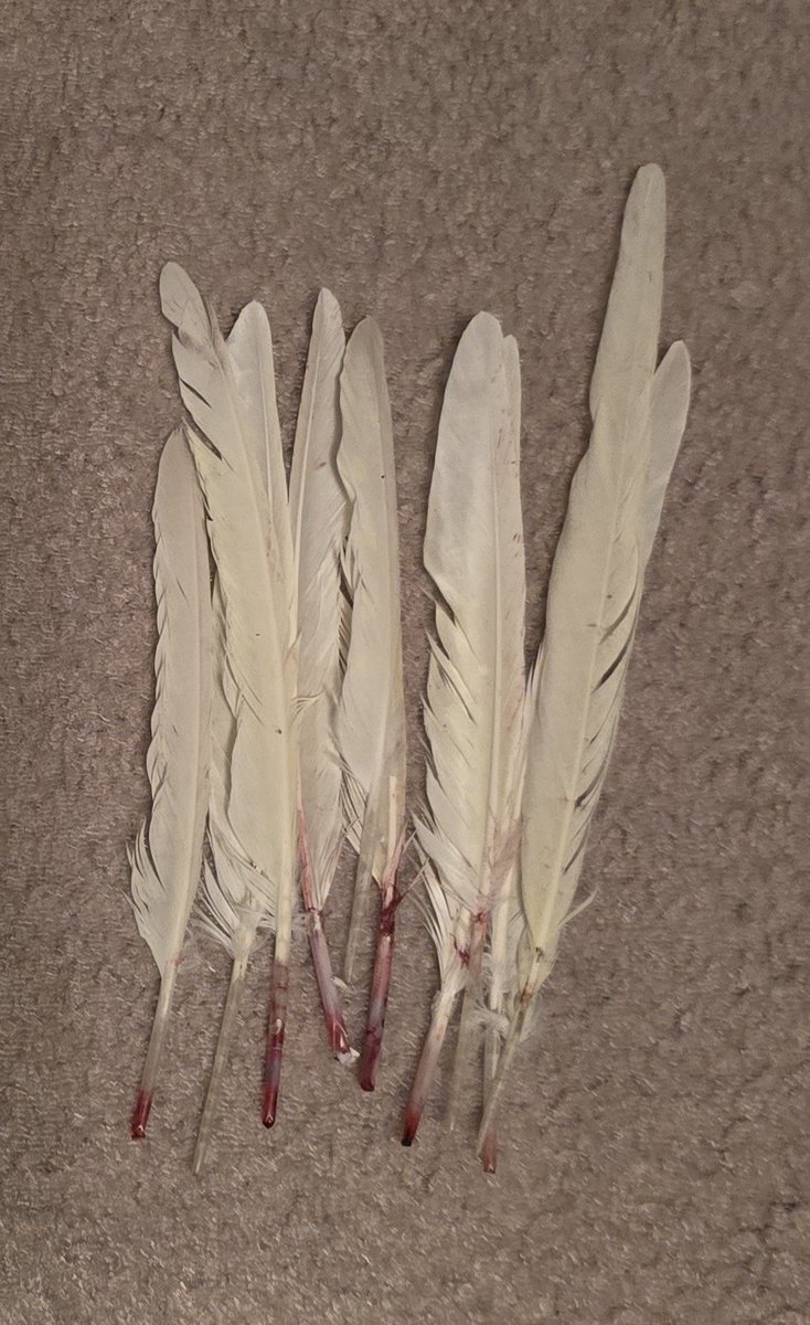 L8 | CurlieQ tweet media