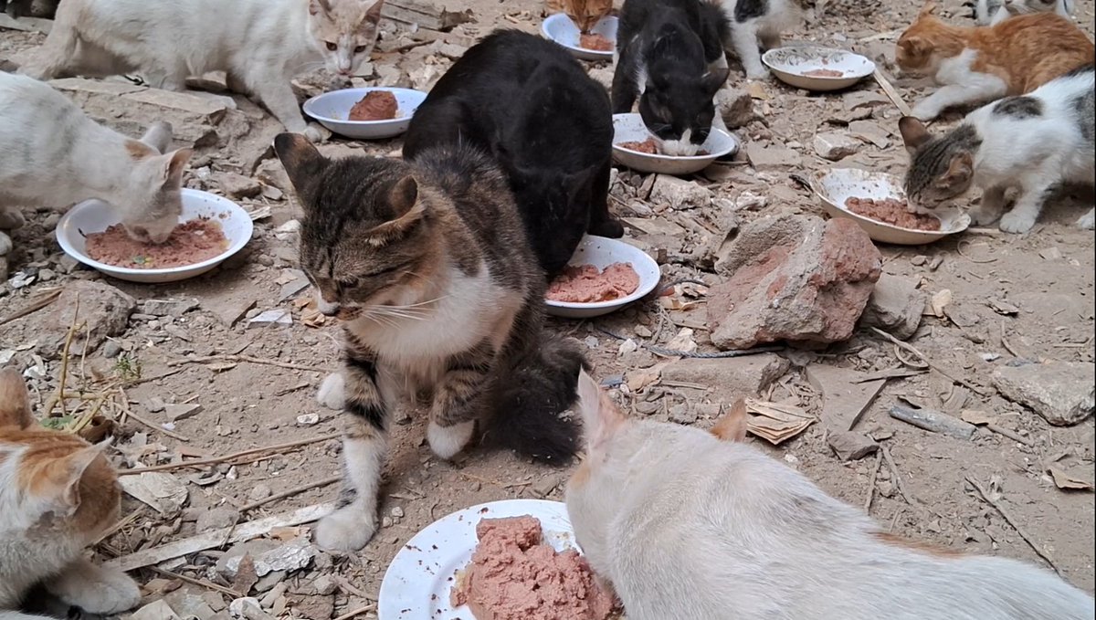 Animal Friends Shelter Gaza tweet media