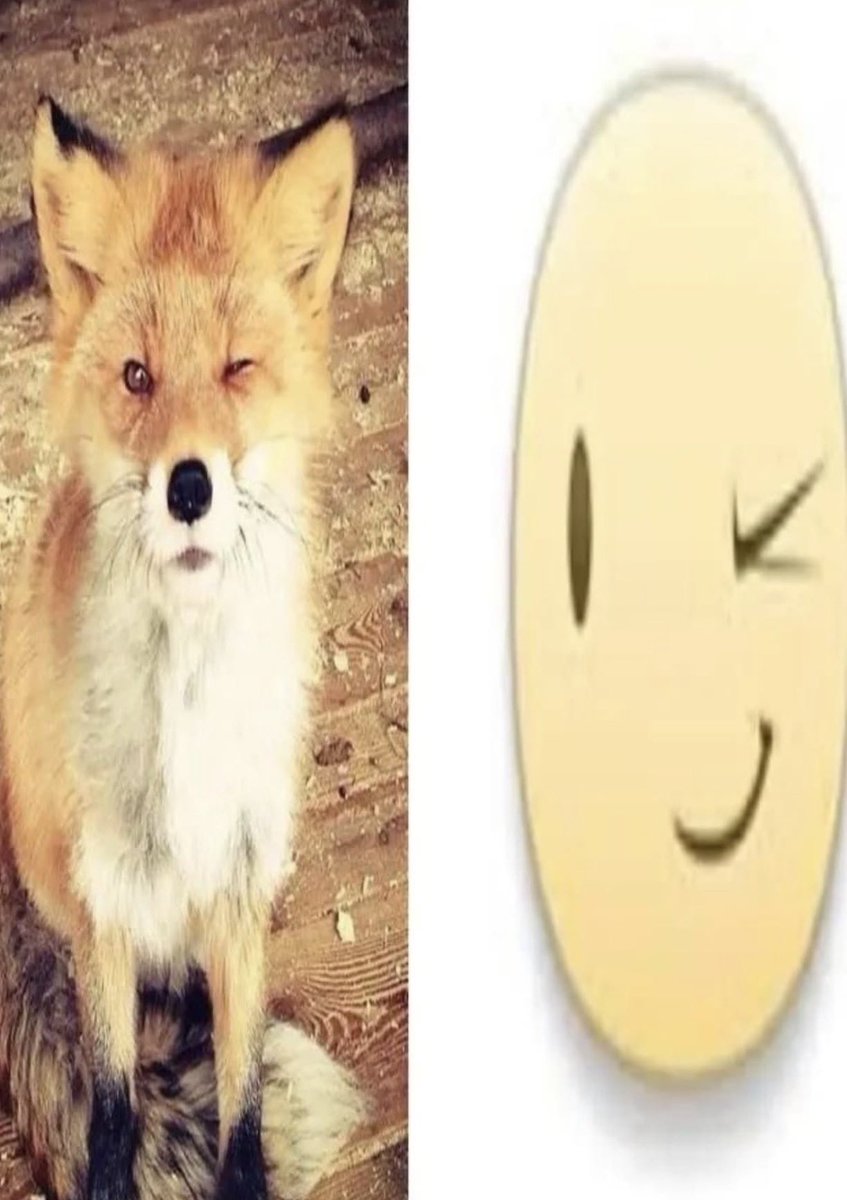 Nero🐾🦊 Fox! tweet media