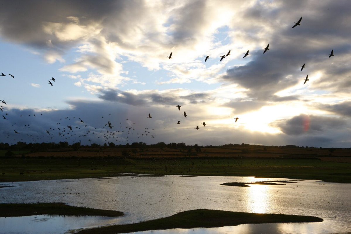 Nosterfield Nature Reserve tweet media