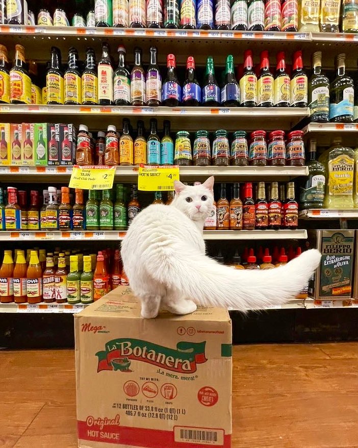 Bodega Cats tweet media