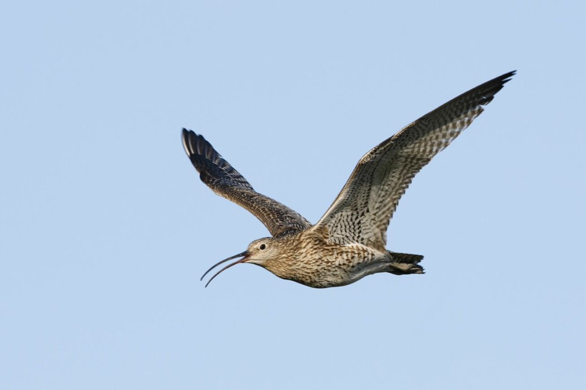 Nosterfield Nature Reserve tweet media