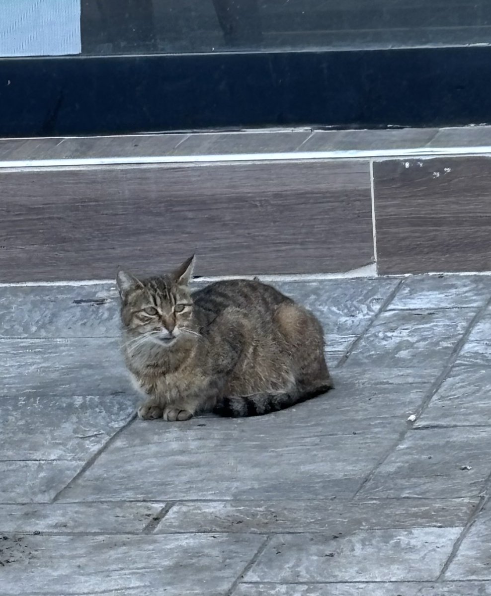 Samsun körfezde dudak dolgulu sevdiren kedi var koşun