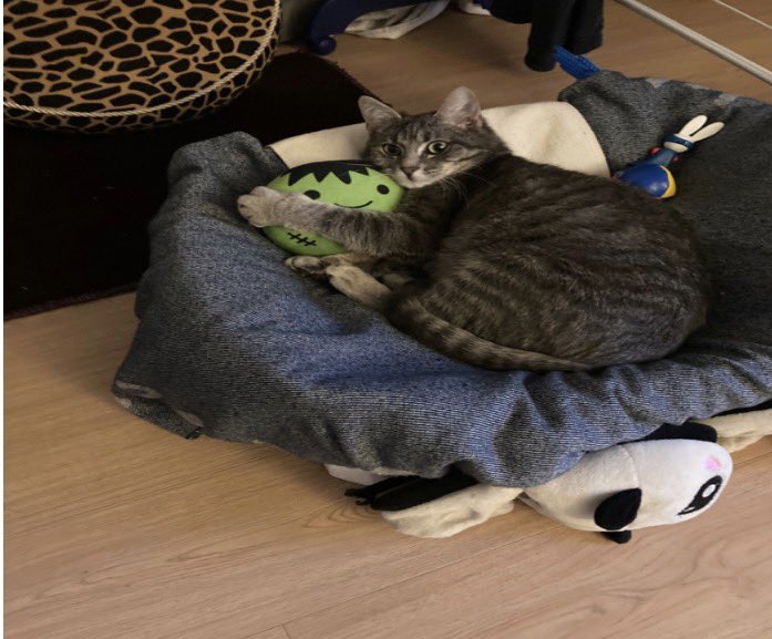 Association chats du bois de Vincennes et alentour tweet media