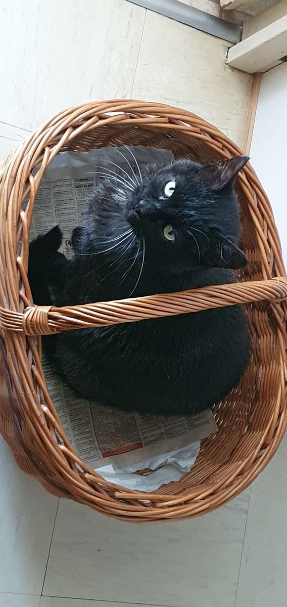 shadows le mimi 🐈‍⬛ tweet media
