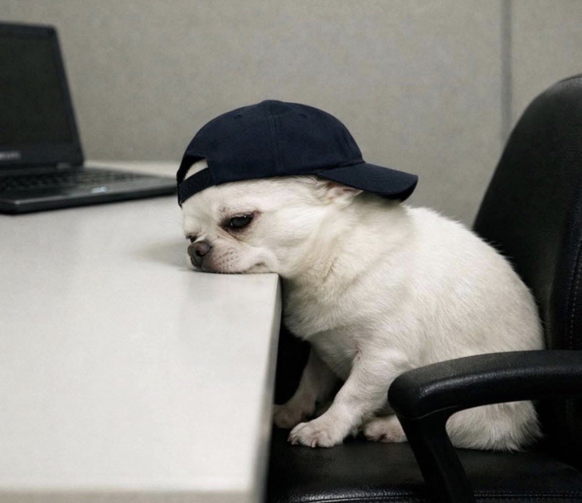 El Guarromántico tweet media