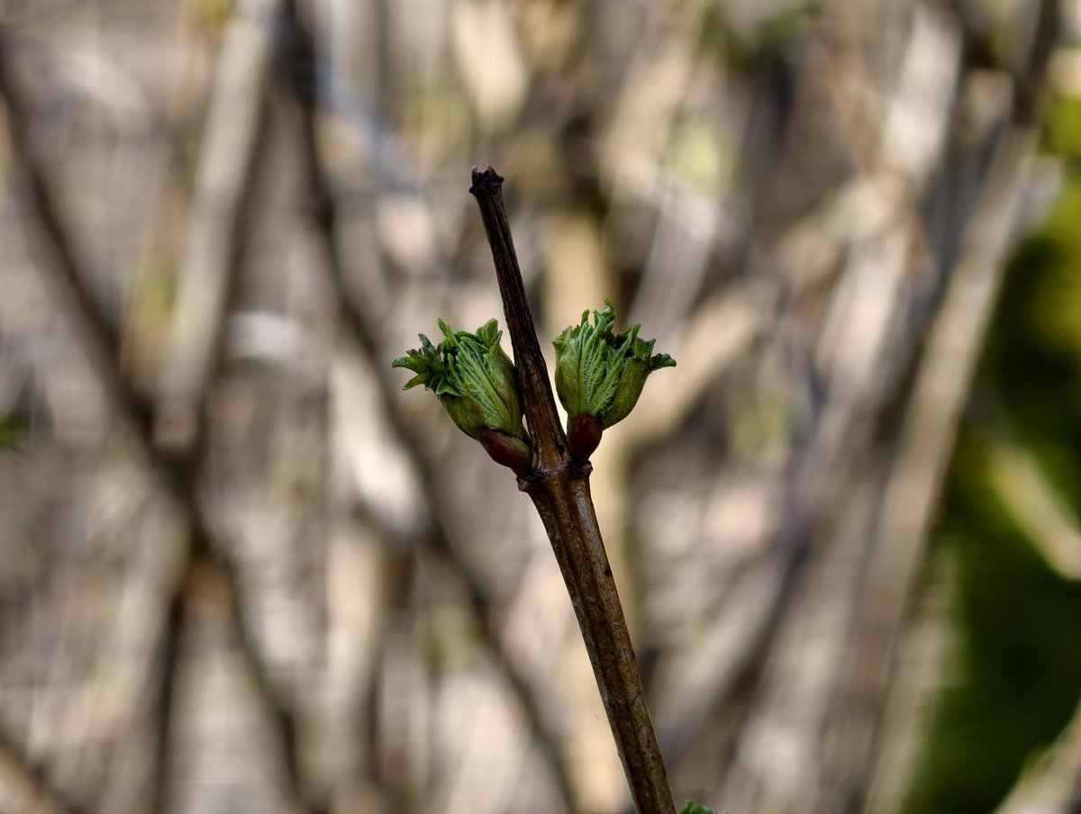 Robert Nawrowski tweet media