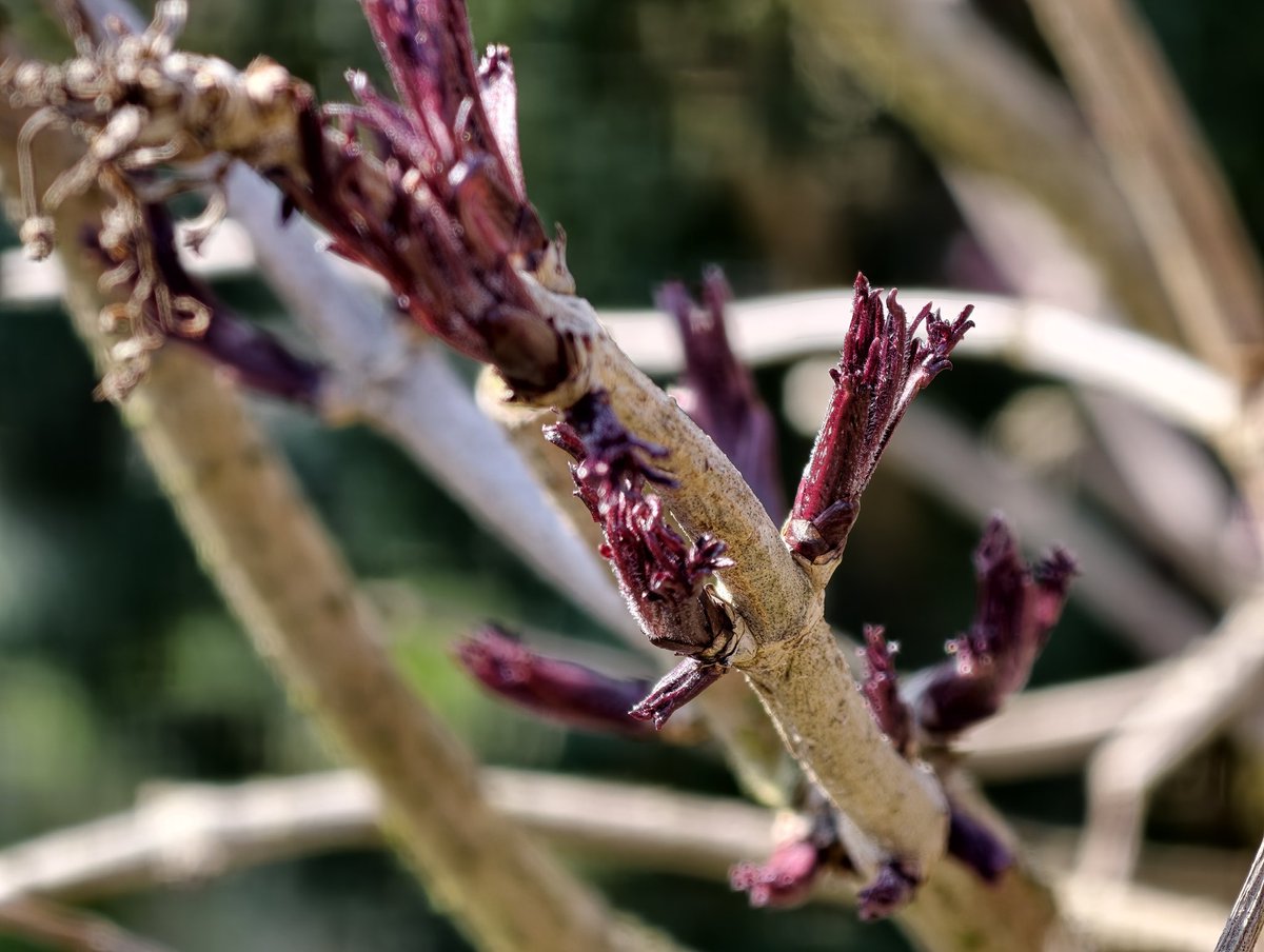 Robert Nawrowski tweet media