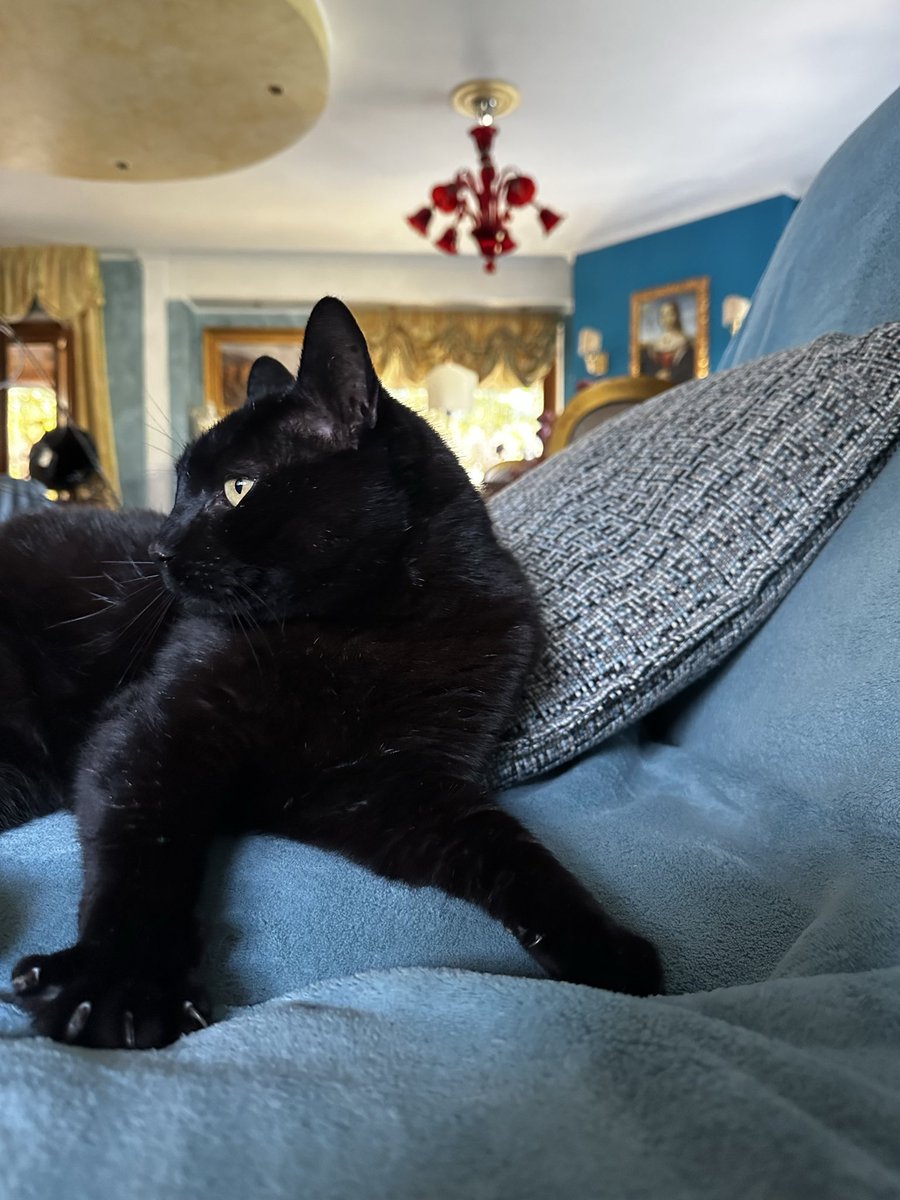 L🐈‍⬛ tweet media